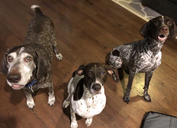 /Images/uploads/Southeast German Shorthaired Pointer Rescue/segspcalendarcontest2018/entries/9137thumb.jpg